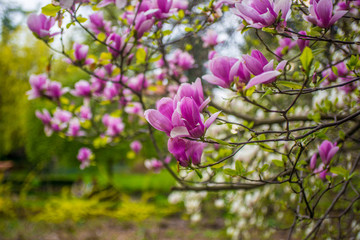 beautiful magnolia flowers