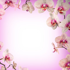 Fototapeta na wymiar Orchid flowers background