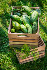 Freshly harvested cucumbers in the countryside