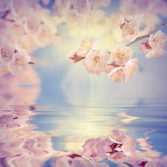 Obrazy na Szkle  Sakura branch reflected in water_1
