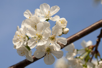 Branch of blossom cherry tree with white flowers