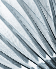 wing