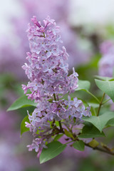 Violet, spring flowers of lilac on light blurred background