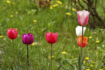 Tulips blossoming in a spring garden.
