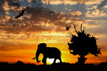 Jungle with old tree, birds and elephant on golden cloudy sunset background