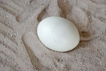 Papier Peint photo Autruche Closeup of ostrich egg