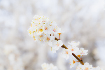 Blossoming brunch of cherry plum