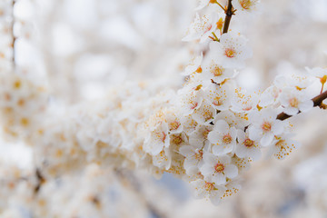 Blossoming brunch of cherry plum