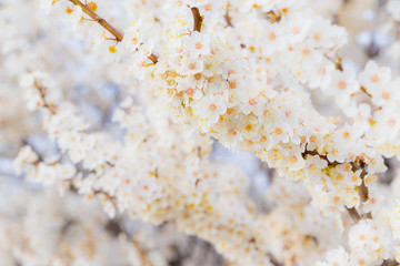 Blossoming brunch of cherry plum