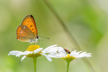 Dukatenfalter (Lycaena virgaureae) auf einer Blüte im Frühling Sommer