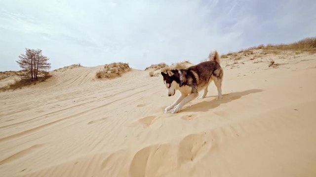 Family spending time together and having fun in Oleshky sands.Ukraine. Slow motion