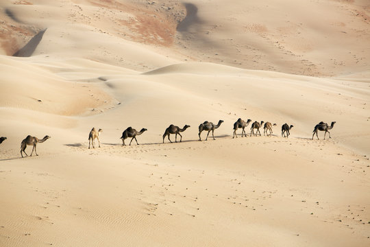 Camel caravan on desert