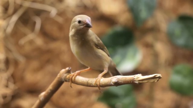 Bird in an atrium