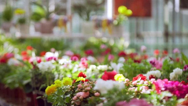Beautiful blooming flowers in a garden and flower shop. Close up
