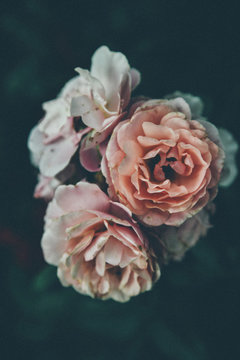 Close up of rose bouquet