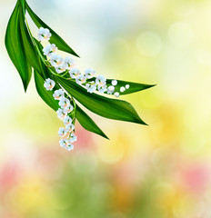  flowers lily of the valley