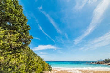 Obraz premium plants in Capriccioli beach