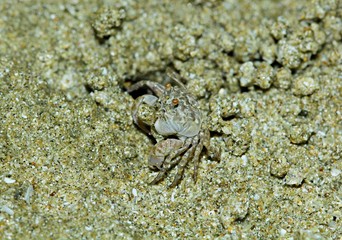 Crab on the beach,Thailand. Horned Ghost Crab,Horn-eyed Ghost Crab