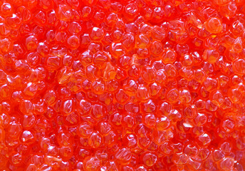 salmon caviar