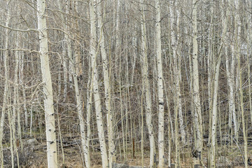 Obraz premium aspen grove in winter