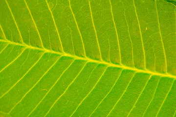 Frangipani leaf