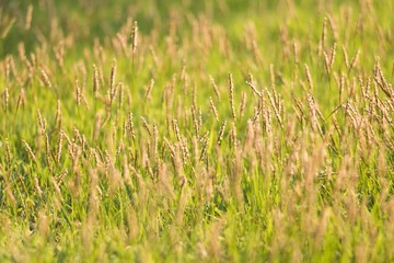 The grass in the evening