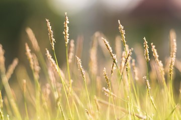 The grass in the evening