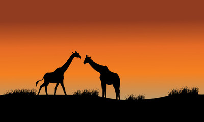 Fototapeta na wymiar Silhouette of two giraffe in fields