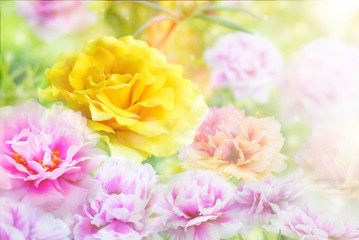 Fototapeta premium colorful flower garden in soft pastel color filters, spring background 