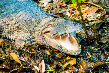 Freshwater Crocodile or Siamese Crocodile