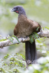 Gray-headed Chachalaca Perched in a Tree in Panama