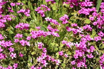 Obraz premium Phlox subulata Scarlet Flame