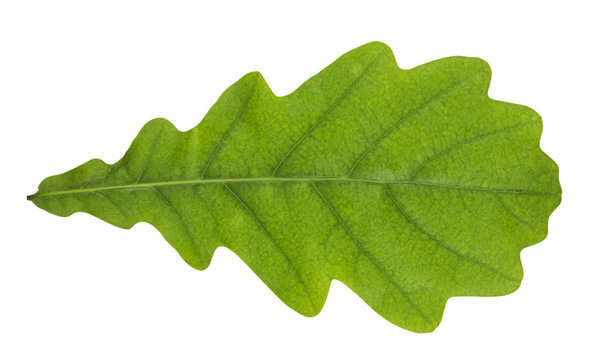 Oak leaf isolated