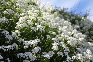 White Candytuft
