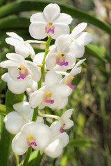 Fototapeta premium Close up Orchid Flower 
