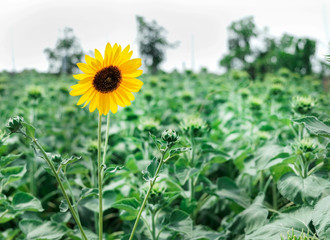 sunflower on green background