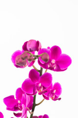 Small purple Phalaenopsis orchids close up