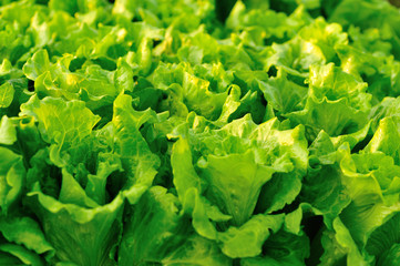 green lettuce crops in growth at vegetable garden
