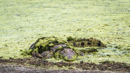 Nile crocodile in Kruger National park, South Africa