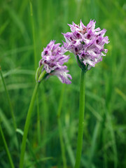 Obraz premium Three-toothed orchid (Neotinea tridentata) flowering in a field in Italy.