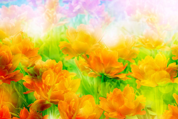 Panele Szklane Podświetlane  Kwiaty tulipany