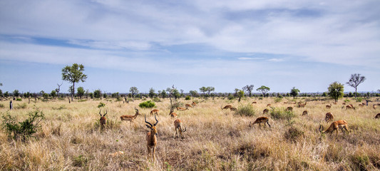 Impala in Kruger National park, Zuid-Afrika