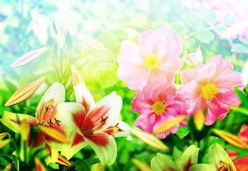 Landscape, flower rosehip