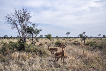 Impala in Kruger National park, South Africa