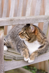 Farm cat enjoying the sun and waiting to greet visitors
