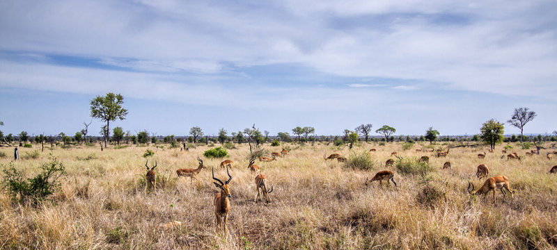 Fototapeta Impala in Kruger National park, South Africa
