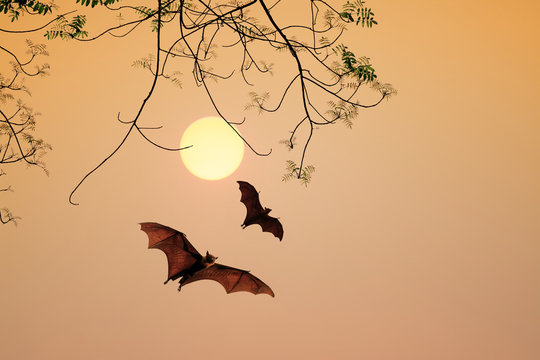 Bat silhouettes agent sunset time