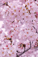 満開の桜