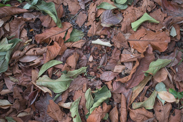 Brown and green leaves fall on the ground