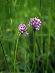 Three-toothed orchid (Neotinea tridentata) flowering in a field in Italy.